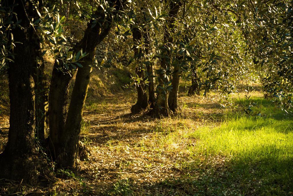 Podere Poggio Mendico อาเรซโซ ภายนอก รูปภาพ