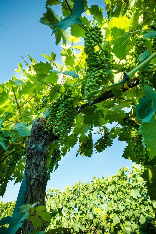 Podere Poggio Mendico อาเรซโซ ภายนอก รูปภาพ
